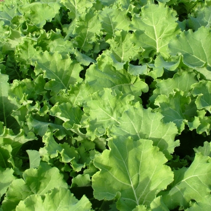 Picture of Kale Thousandhead